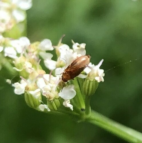 iNaturalist observation photo of Beetles