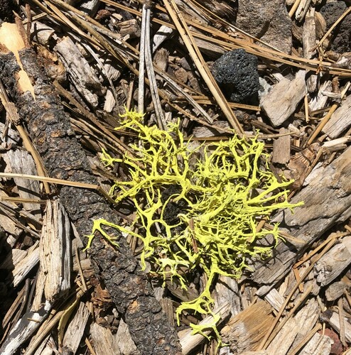 iNaturalist observation photo of Wolf Lichens
