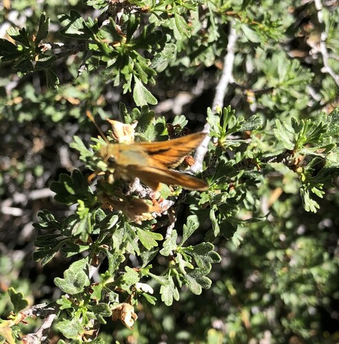 iNaturalist observation photo of Woodland Skipper