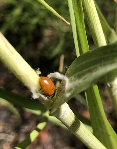 iNaturalist observation photo of Convergent Lady Beetle