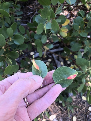 iNaturalist observation photo of Manzanita Leafgall Aphid