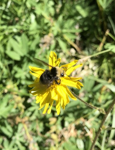 iNaturalist observation photo of Yellow-faced Bumble Bee