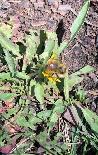iNaturalist observation photo of Pyrobombus