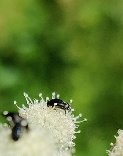 iNaturalist observation photo of Tumbling Flower Beetles