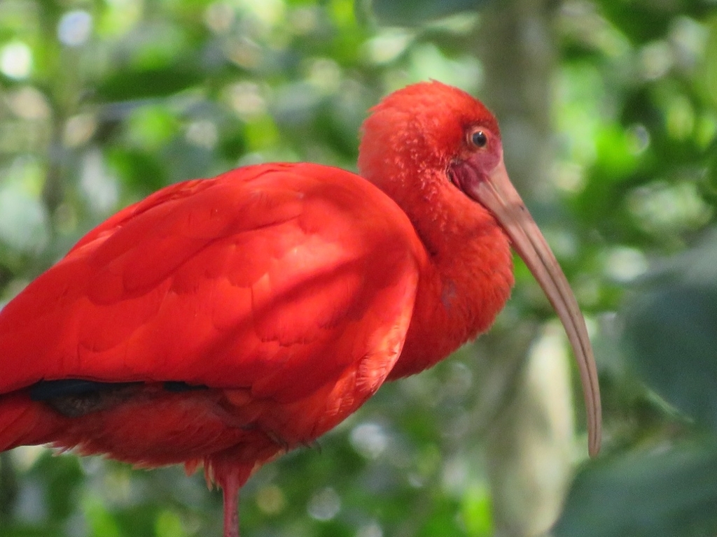 All sizes  Guará Ibis Rubra Pássaro Vermelho Amazônico floresta