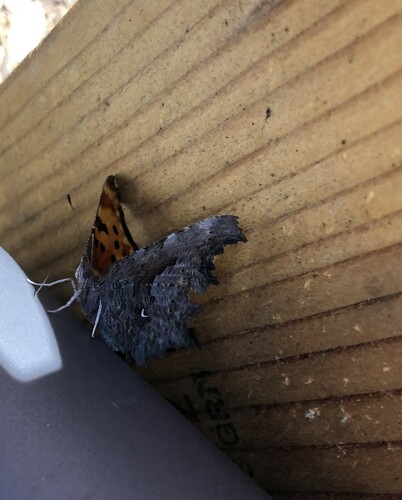 iNaturalist observation photo of Hoary Comma
