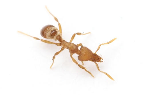 Strumigenys ornataStrumigenys ornata