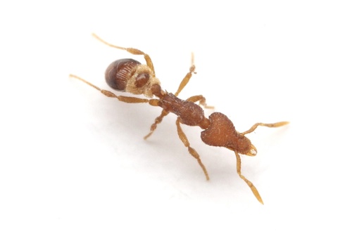 Strumigenys talpaStrumigenys talpa