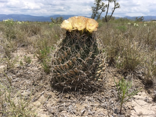 Coryphantha hintoniorum ssp. hintoniorum