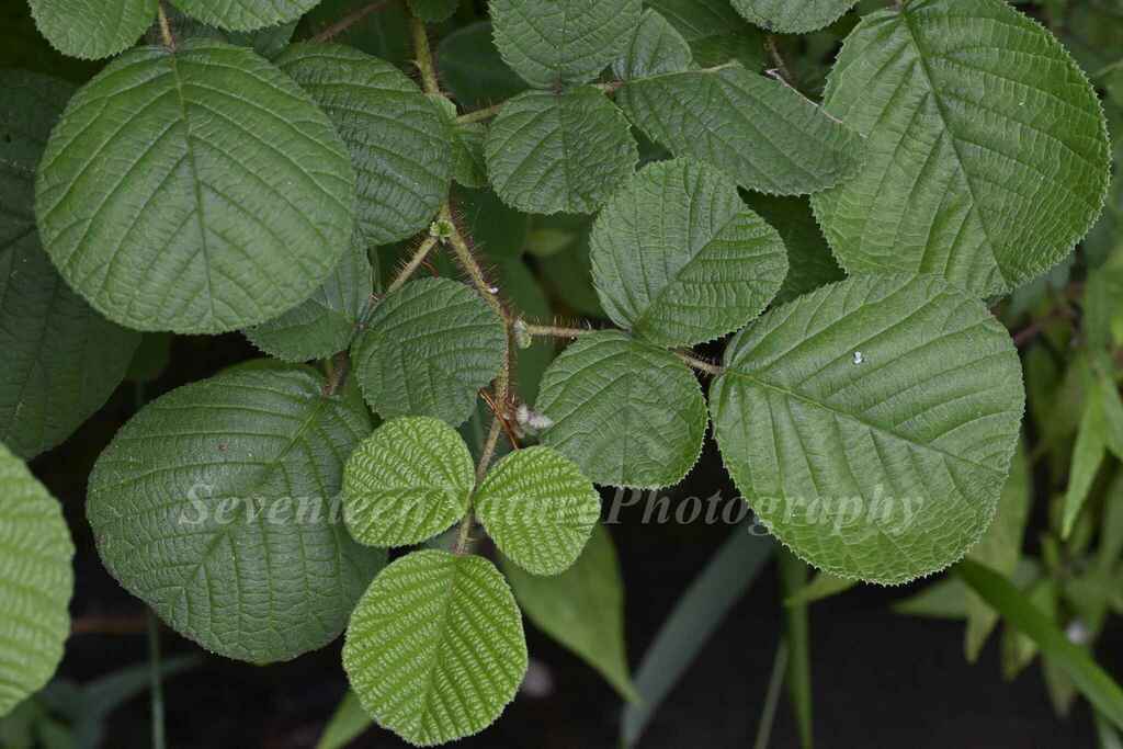 Red Himalayan Raspberry Yellow Himalayan Raspberry from 中国云南省昆明市西山区 on August 7, 2022 at 02:04 ...