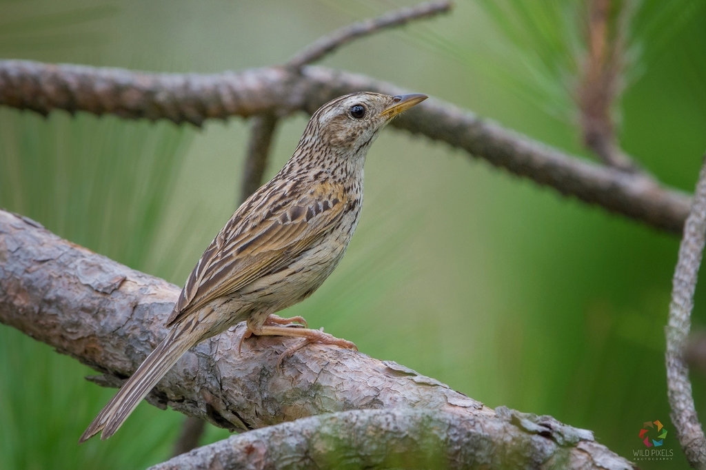 Upland Pipit photo