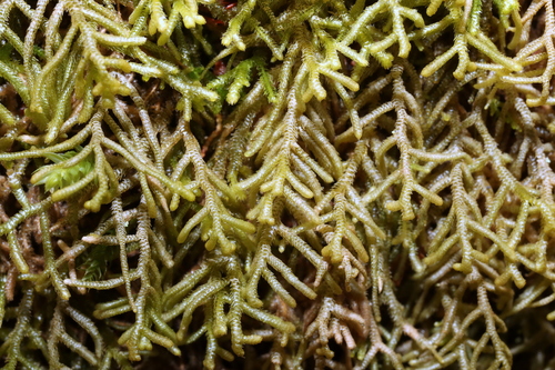 Rock Fingerwort