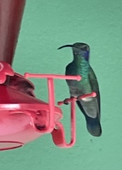 Colibri cyanotus image