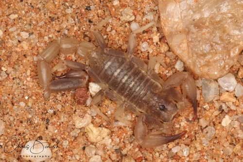Thick-handed Scorpion