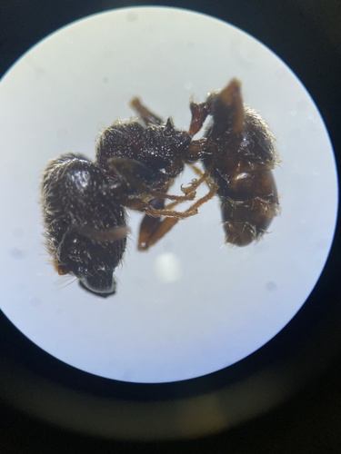 Pheidole trainiPheidole traini