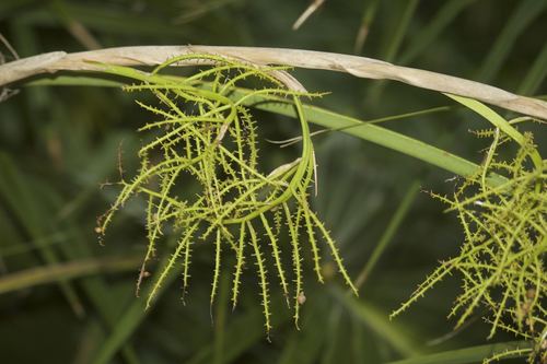 Florida Thatch Palm