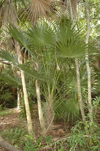 Florida Thatch Palm