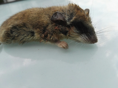 Eurasian Forest Dormouse