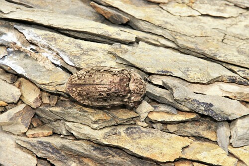 Julodis intricata · iNaturalist