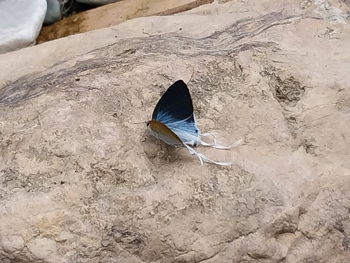 Indian Fluffy Tit