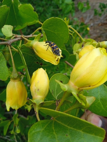 Thespesia danis