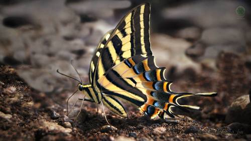 Three-tailed Tiger Swallowtail