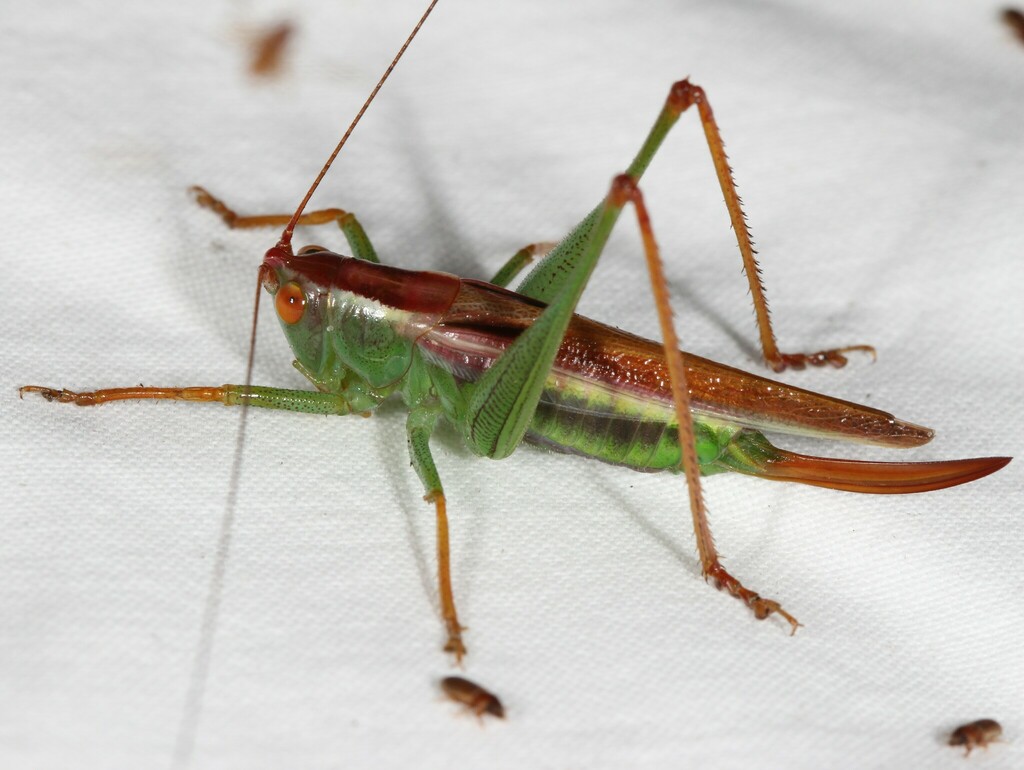 Lesser Pine Katydid from Caroline County, MD, USA on August 11, 2022 at ...