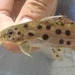 Ocellated Synodontis - Photo (c) russellbriantate, all rights reserved