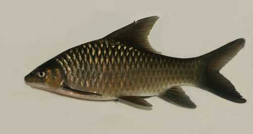 Labeobarbus wurtzi · iNaturalist