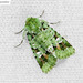 Diphtherocome discibrunnea - Photo (c) Natthaphat Chotjuckdikul, all rights reserved, uploaded by Natthaphat Chotjuckdikul