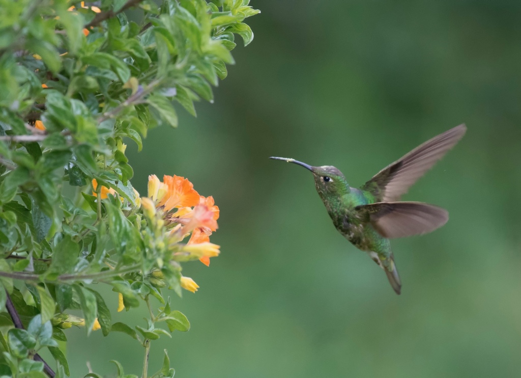 Mountain Velvetbreast photo