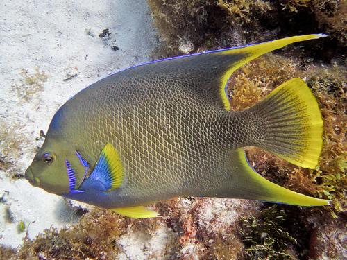 Blue Angelfish