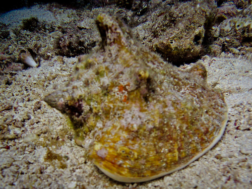 Milk Conch