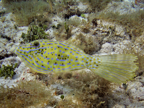 Scrawled Filefish