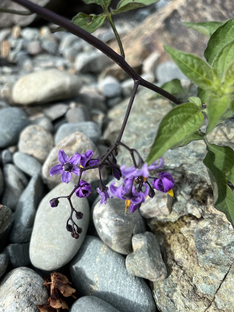 bittersweet nightshade from Newfoundland and Labrador, Portugal CoveSt