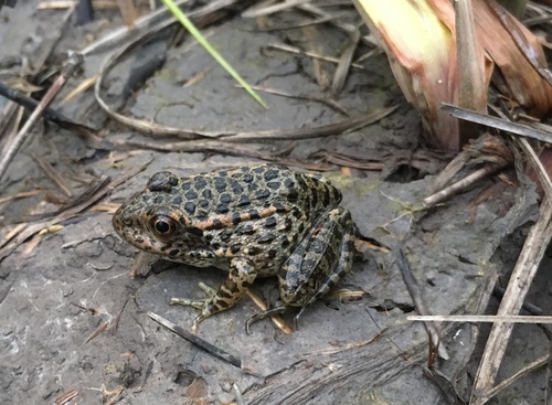 Dusky Gopher Frog