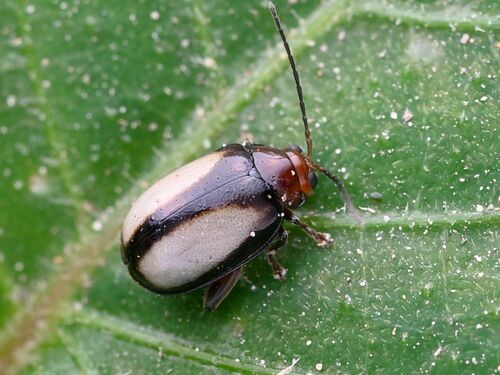 Hemipyxis ornata · iNaturalist