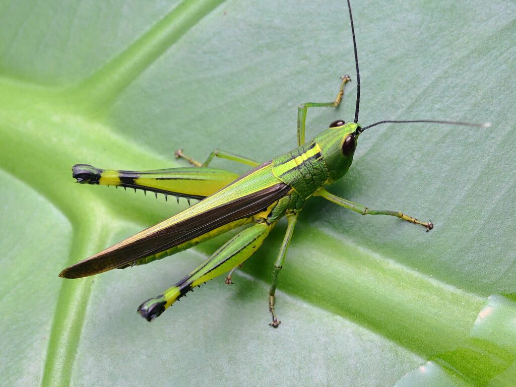 Yellow-spined Bamboo Locust from 中国云南省西双版纳傣族自治州勐腊县 on August 16, 2022 ...