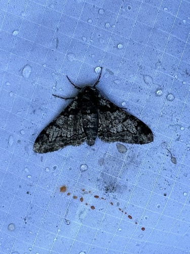 Peppered Moth (Biston betularia)