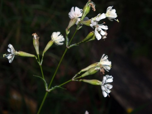 Silene longicilia (Brot.) Otth