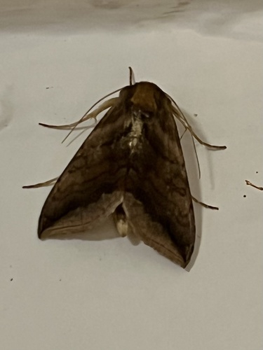 Unspotted Looper Moth (Allagrapha aerea)