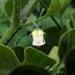 Salpichroa origanifolia - Photo 由 Francisco Barros 所上傳的 (c) Francisco Barros，保留所有權利