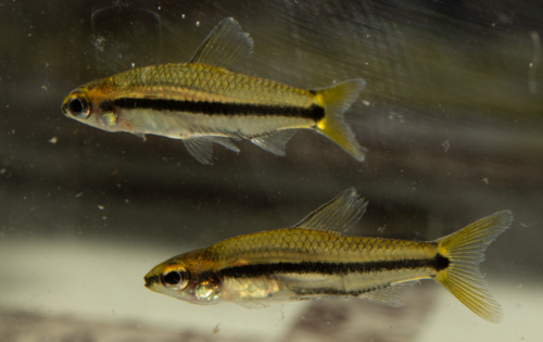 Neolebias unifasciatus