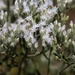 Eupatorium hyssopifolium - Photo (c) Mark, כל הזכויות שמורות, הועלה על ידי Mark