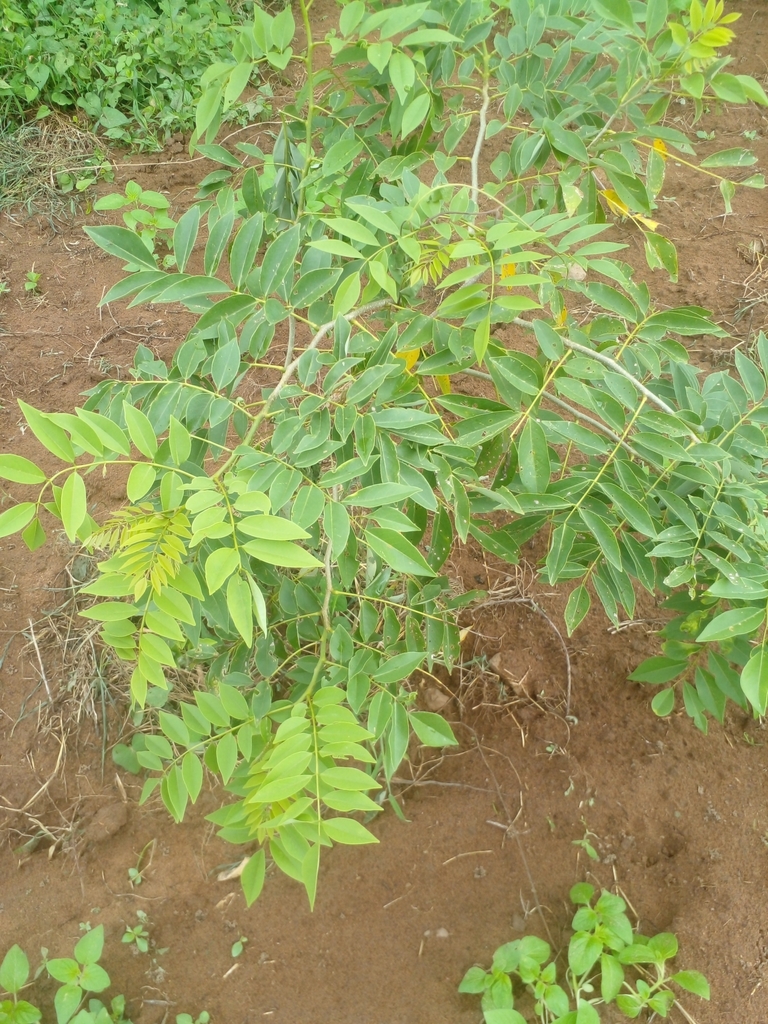 Fence Post Tree from La Mesa de Tototlan on August 16, 2022 at 11:19 AM ...