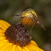 Hunchback Bee Fly - Photo (c) Stephen Barten, all rights reserved, uploaded by Stephen Barten