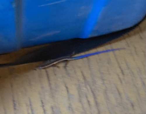 iNaturalist observation photo of Western Skink