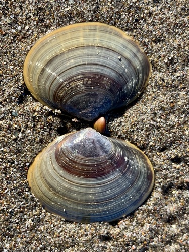 Purple Mahogany Clam