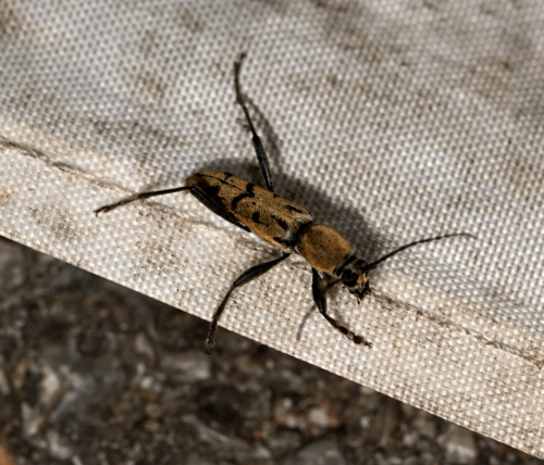 Chlorophorus copiosus · iNaturalist