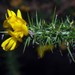 Dwarf Gorse - Photo (c) Francisco Barros, all rights reserved, uploaded by Francisco Barros
